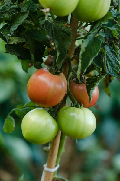 Pomodori Rossi Appetitosi Sulla Pianta Foto Con Sfondo Sfocato Ricevuto — Foto Stock