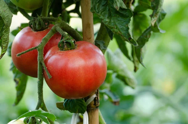 Tomates Rojos Apetitosos Planta Foto Con Fondo Fuera Foco Copiar — Foto de Stock