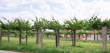 Yaz başında, Galiçya 'daki Rias Bajas' ın tipik yükseklik bağı. Uzayı kopyala Rias Baixas, İspanya.