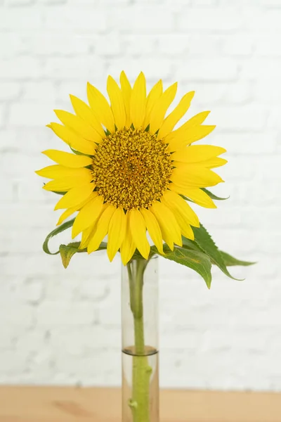 Sunflower Flower White Wall Effect Background Copy Space — Stock Photo, Image