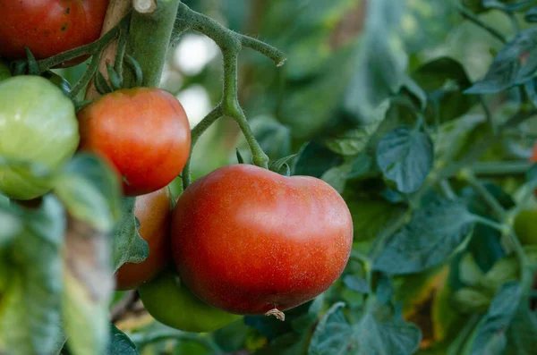 Tomates Rojos Apetitosos Planta Foto Con Fondo Fuera Foco Copiar — Foto de Stock