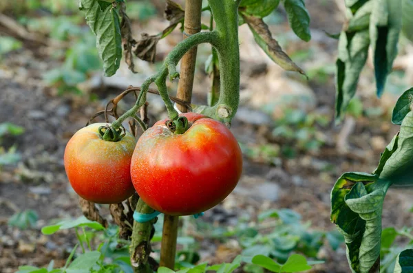 Pomodori Rossi Appetitosi Sulla Pianta Foto Con Sfondo Sfocato Ricevuto — Foto Stock