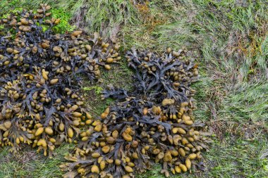 Fucus spiralis. Brown algae on beach vegetation. Copy space. Top view.