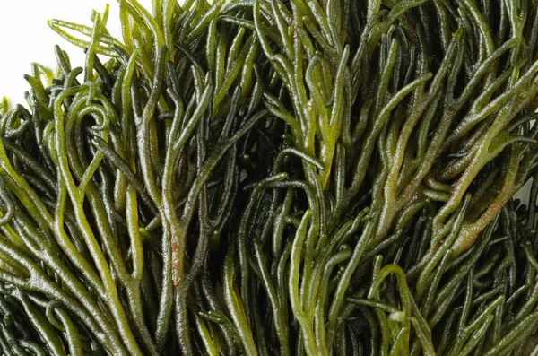 Kodyum kırılgan. Japonya 'ya özgü yeşil yosunlar, yakın çekim. Makro fotoğrafçılık.
