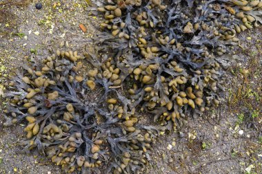 Fucus spiralis. Brown algae on the sand of the beach. Copy space. Top view.