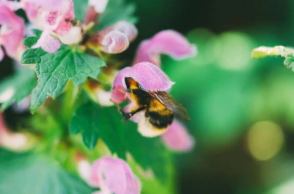 Stock image Bumblebee inside a flower with blurred background. Copy space.