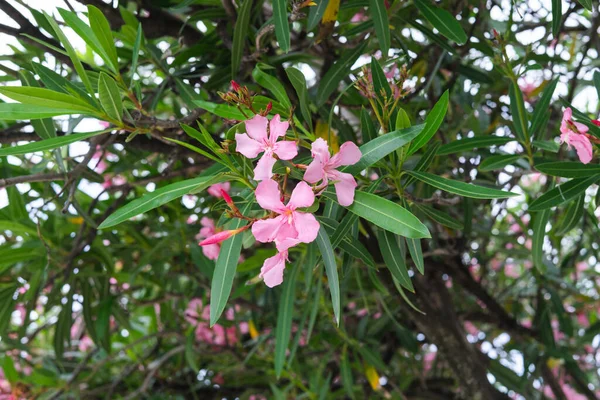 Ροζ Άνθη Πικροδάφνης Στο Δέντρο Στον Κήπο Φωτογραφία Αρχείου Αντιγραφή — Φωτογραφία Αρχείου