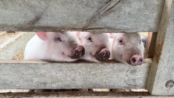 Eating Piglets Stick Snouts Slits Boards Farm Animals — Stock Video