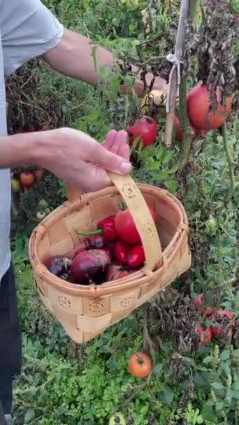 Hombre Recogiendo Tomates Maduros Huerto Vídeo Vertical — Vídeos de Stock