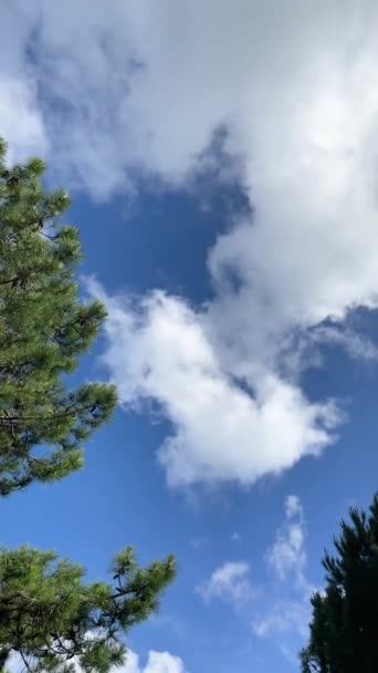 Tall Grenar Flyttas Vinden Med Blå Himmel Bakgrund Med Moln — Stockvideo