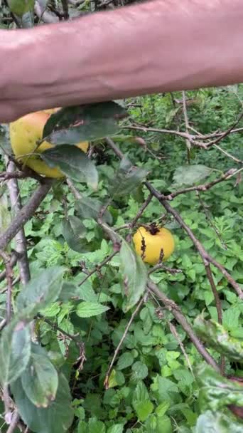 Χέρι Του Ανθρώπου Μαζεύει Κίτρινα Μήλα Από Δέντρο Κάθετη Βίντεο — Αρχείο Βίντεο