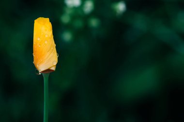 Escholzia calizina. Sarı Kaliforniya gelincik çiçeği ve odak arkaplanı yok. Boşluğu kopyala.