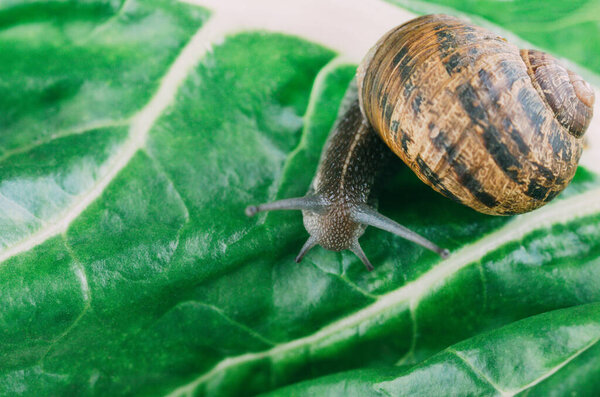 Snail crawling on a green leaf of chard, close-up. Copy space.