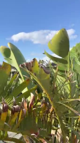 Planta Plátano Hojas Movidas Por Viento Vídeo Vertical — Vídeo de stock
