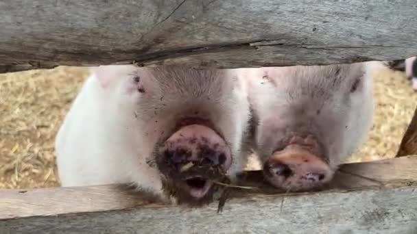Babi Menempel Moncong Mereka Keluar Dari Celah Papan Hewan Domestik — Stok Video