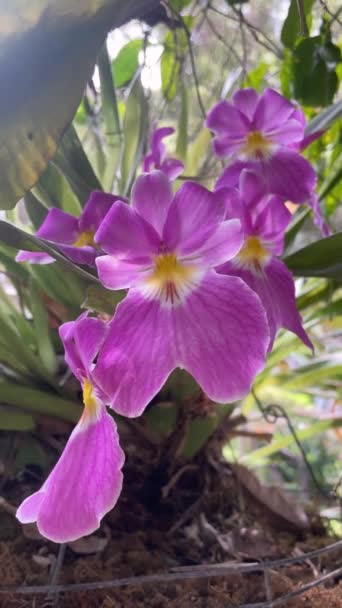 Krásné Orchideje Květiny Zahradě — Stock video