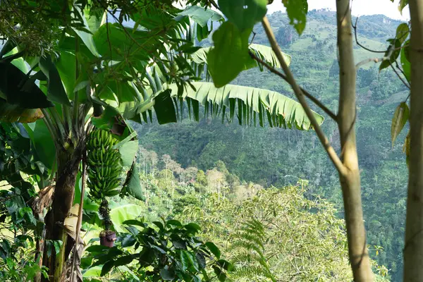 Landscape in a wooded and leafy area in the Colombian mountains. Rural tropical jungle landscape.