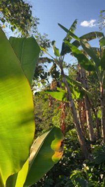 Muz bitkileriyle dolu kırsal bir yer. Dikey 4k.