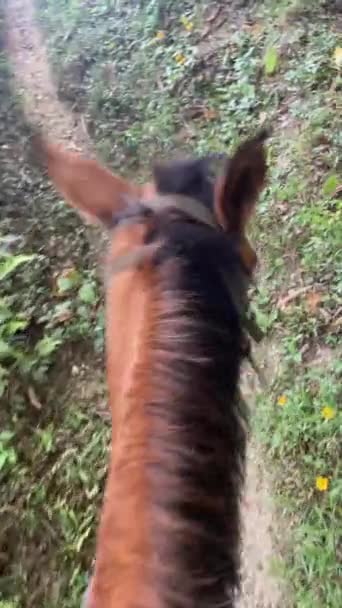 Kůň Kráčí Stezce Horách Místa Jezdce Doprovázen Psem Před Koněm — Stock video