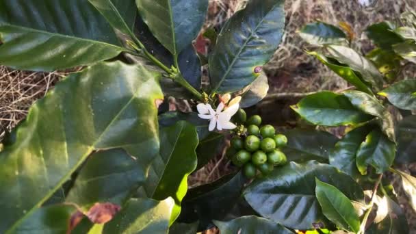 Zweig Einer Kaffeepflanze Mit Blüten Und Kaffeebohnen — Stockvideo