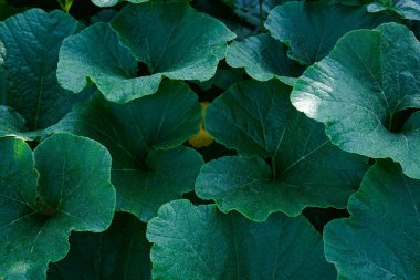 Bir bitkinin yaprakları ıslak ve yeşildir. Yapraklar bir grubun içinde ve birbirlerine çok yakınlar.