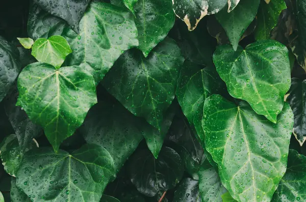 Bitkinin yaprakları ıslak ve parlak. Bitki yeşildir ve çok fazla yaprağı vardır.