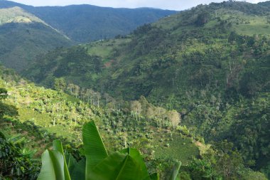 Liborina, Kolombiya 'da kahve ekinleri olan dağlık bir arazi..