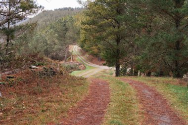 Çam ormanının manzarası. Dağdaki kırsal yol.