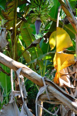 Bol meyveli ve yapraklı muz fidanı. Doğa.