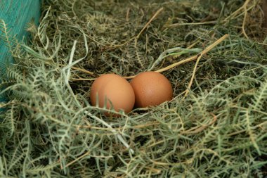 İki yumurta bir ot yığınının üzerinde duruyor. Yumurtalar kahverengi ve yeni bırakılmış gibi görünüyor.
