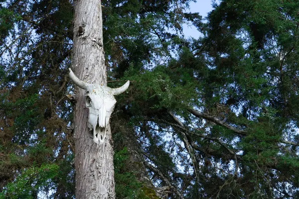 A white cow skull is mounted on a tree trunk. The skull is surrounded by green leaves and branches. The scene has a peaceful and serene mood, as the skull is placed in the middle of nature