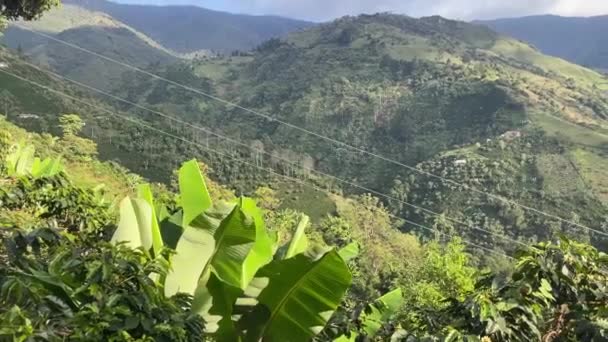 Сельский Пейзаж Бананового Растения Кофейной Ферме — стоковое видео