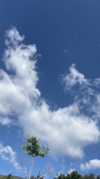 垂直的天空录像 在画面的下部有云彩和树木 自然手持相机运动 — 图库视频影像