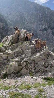 Dağ yolundaki bir kayanın üzerindeki keçiler. Picos de Europa Ulusal Parkı.