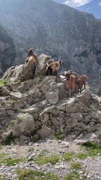 Kozy Skale Szlaku Górskim Park Narodowy Picos Europa — Wideo stockowe