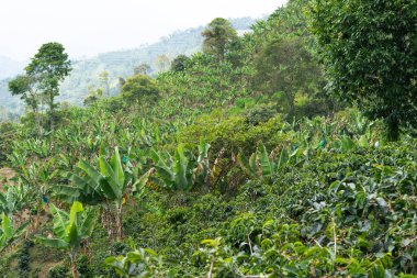 Kolombiya 'da muz bitkileri ve ağaçları olan bir kahve çiftliği. Kırsal alan.