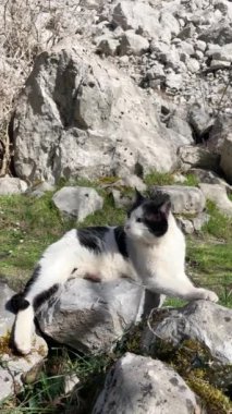 Güneş okyanusun üzerinde batıyor, kayalık kıyı şeridine sıcak bir parıltı saçıyor.