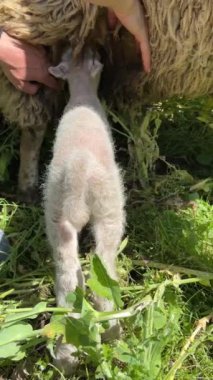 Bir arı mor bir çiçeğin üzerinde uçuyor. Çiçek yeşil çimlerle çevrilidir. Huzur ve doğal güzellik kavramı