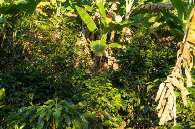 Zeminde birkaç yaprak olan yemyeşil bir orman.