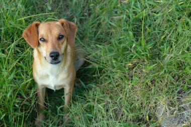 Kahverengi bir köpek çimlerin üzerinde oturuyor. Köpek, kameraya bakıyor. Çimler yeşil ve uzun