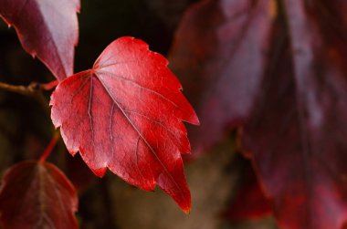 Ana odak noktası yaprağın kırmızı rengi olan bir yaprak yakın planda gösterilir. Yaprak koyu bir arka planla çevrilidir, bu da yaprak ve çevresi arasındaki kontrastı arttırır.
