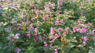 Yeşil yapraklı mor bir çiçek tarlası. Çiçekler tomurcuklanmış, tarlalar gür ve canlı.