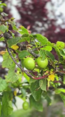 Dalında yeşil erikler olan erik dalı. Dikey video.