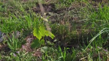 Okyanus sakin ve gökyüzü açık. Kumsal boş ve su hala duruyor.