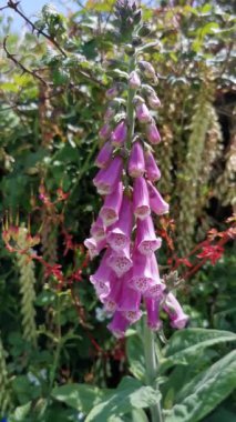 Okyanus sakin ve gökyüzü açık. Kumsal boş ve su hala duruyor.