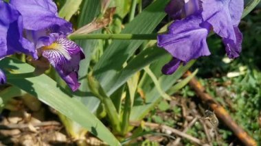 Okyanus sakin ve gökyüzü açık. Kumsal boş ve su hala duruyor.
