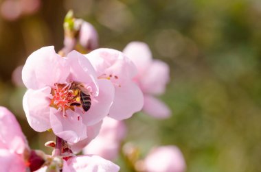 Pembe bir çiçeğin üzerinde bir arı var. Çiçek pembedir ve kırmızı bir merkezi vardır.