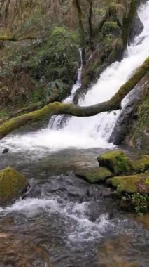 Yosun tutmuş bir kütüğün üzerinden bir su akıntısı akıyor. Pena del Encanto, San Tirso de Abres.