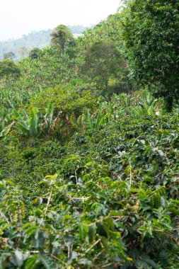 Arkasında dağ olan yemyeşil bir orman. Ağaçlar yapraklarla dolu ve gökyüzü bulutlu.
