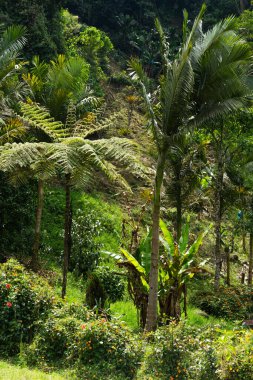Önünde palmiye ağacı olan yemyeşil bir orman. Palmiye ağacı diğer ağaçlar ve çalılarla çevrilidir.